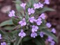 Ziziphora persica